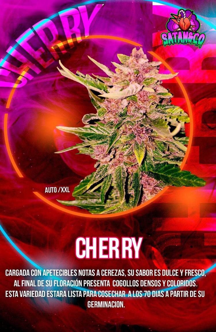 Auto Cherry