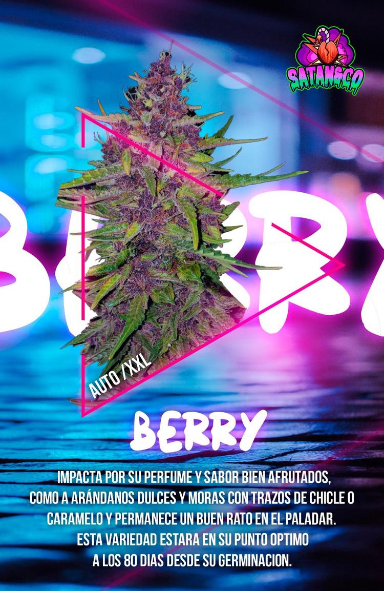 Auto Berry